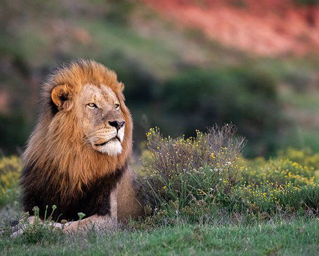 Lion