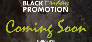 Black Friday Promotion