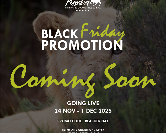 Black Friday Promotion