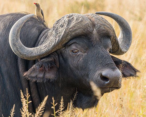 Cape Buffalo