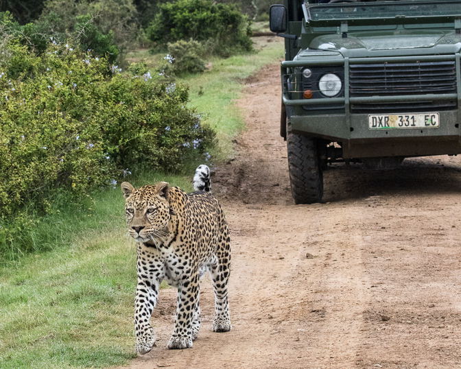 Luxury Private Guided Safari Drives at Pumba