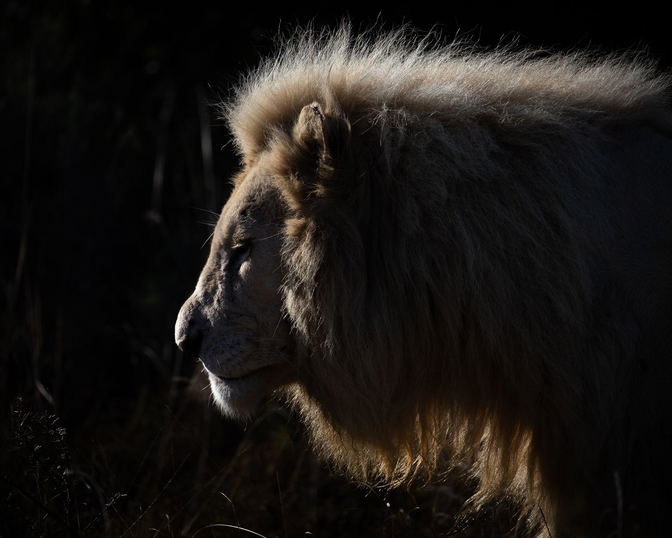 Malaria-Free Big 5 Safari at Pumba