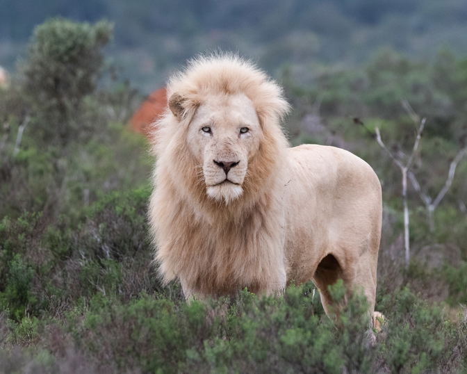 History of the White Lion
