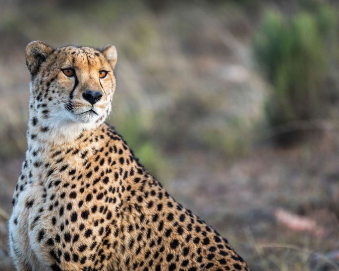 Wildlife & White Lion Conservation at Pumba
