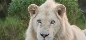 Year-End Day Safari