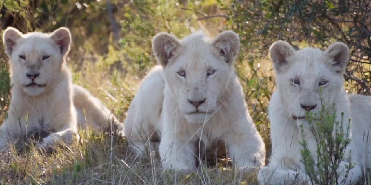 Big 5 Safari Experience