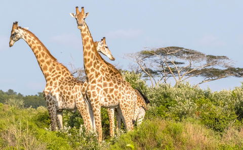 The Ultimate Road Trip: Durban to Drakensberg