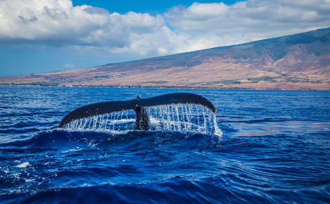 Whales, Wine & Wildlife South Africa