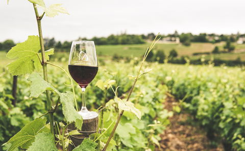 Cape, Winelands & Garden Route for Families