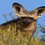 Out and About in South Africa - Exciting News
