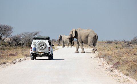 Namibia Compact Safari