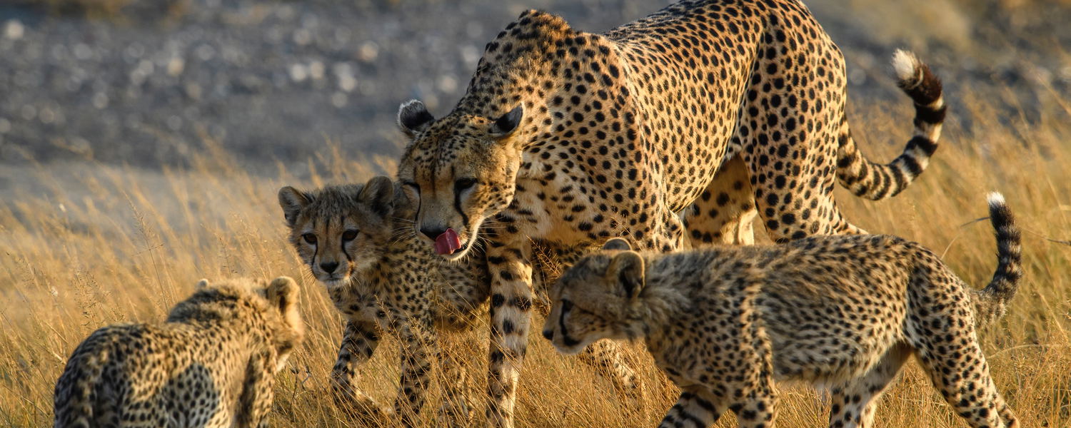 Explore South Africa