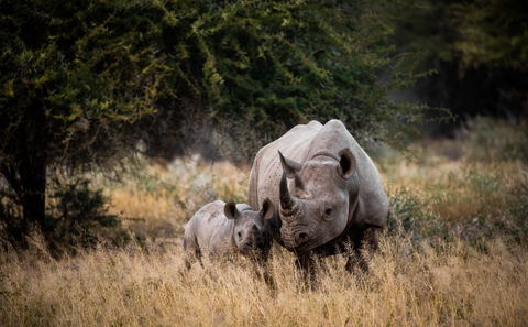 Braving the Bushveld - Kruger & Limpopo