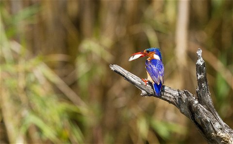 Guided Bush Walks