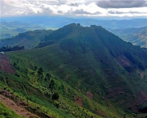 Bwindi Impenetrable National Park Uganda