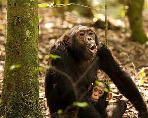 6 Days Rwanda Wildlife and Chimpanzee Trekking Safari