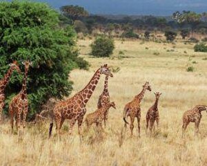 10 Days Kenya Wildlife Safari