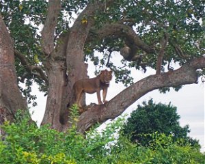7 days Uganda wildlife and Primates Safari 