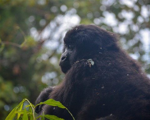 4 Days Uganda Gorilla Safari to Bwindi Impenetrable National Park