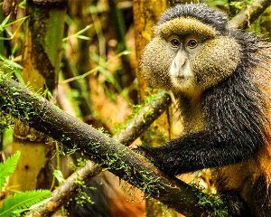 8 Days Rwanda Primates Safari