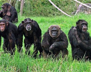 4 Days Gombe Chimpanzee Trekking Safari