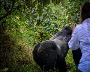2 Days Gorilla Trekking Uganda via Rwanda