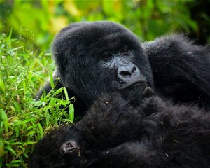 20 Days Uganda Safari – Water Rafting and Primates Tracking