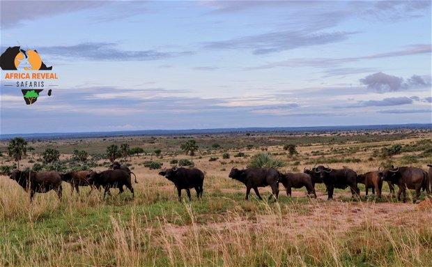 Buffaloes in Murchison Falls National Park of Uganda
