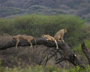 10 Days Tanzania Wildlife Tour