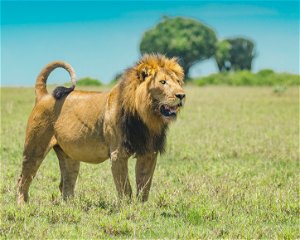 7 Days Luxury Safari Uganda for Wildlife & Gorilla Trekking