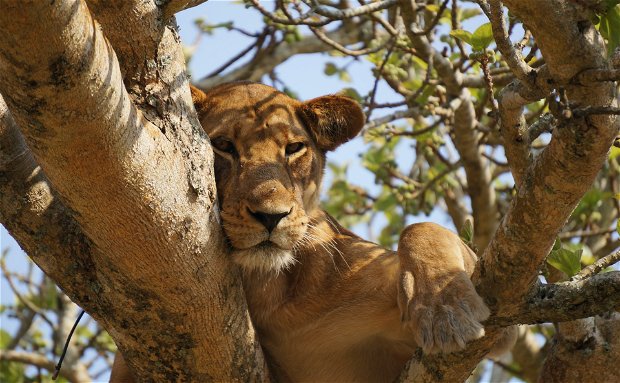 The tree climbing Lions in Queen Elizbeth National Park 