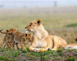 6 Days Kenya Maasai Mara and Lake Nakuru wildlife safari
