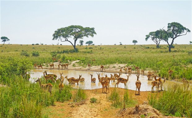 The Impalas Drinking water in Murchison Falls National Park 