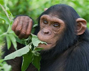 1 Day Ngamba Island Chimpanzee Tour
