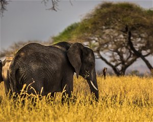 15 Days Uganda Rwanda Safari