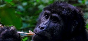 4 Days Uganda Gorilla Safari to Bwindi Impenetrable National Park
