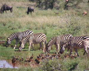 17 Days Uganda Safari and Rwanda Tour 