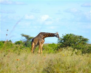15 Days Best of Uganda Safari 
