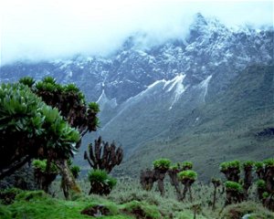 Rwenzori Mountains National Park Uganda