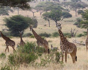 9 Days Classic Tanzania Safari