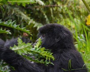 1 Day Gorilla Trekking Uganda from Kigali or Kisoro Uganda