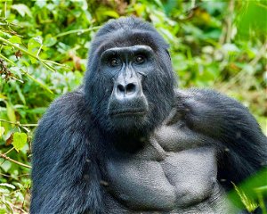 5 Days Uganda Primates and Wildlife Safari