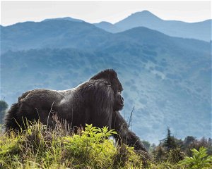 Volcanoes National Park Rwanda