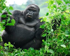 6 Days Uganda Gorilla and Cultural Tour to Mgahinga Gorilla National Park