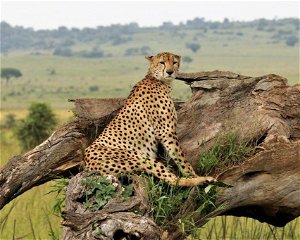 12 Days Kidepo Safari – Best Uganda Northern Circuit Wildlife Tour