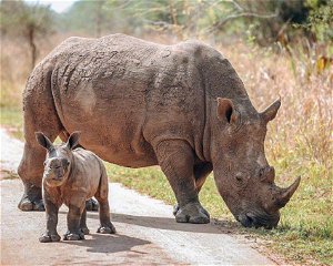 1 Day Rhino Trekking Tour at Ziwa Rhino Sanctuary Uganda