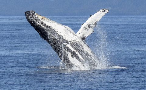 Whale Watching 