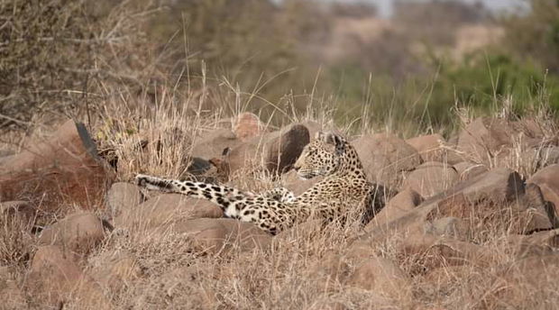 The Kruger National Park 