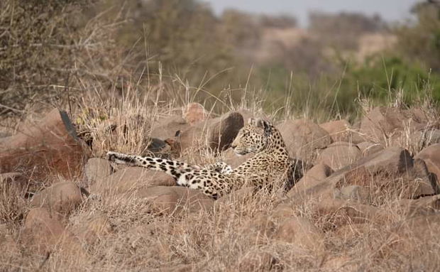 The Kruger National Park 