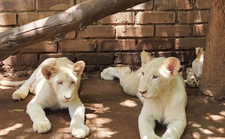 Tzaneen Lion and Predator Park